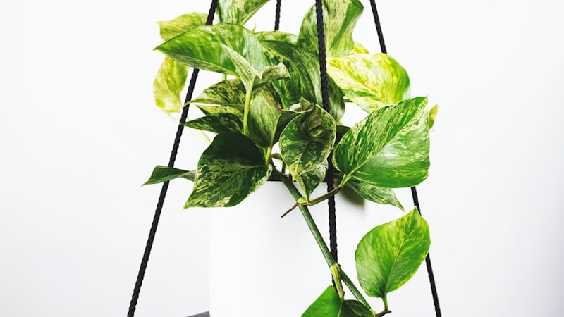 英超联赛激烈比赛场景球员争抢足球